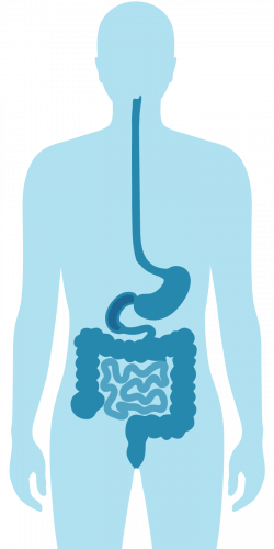 body - intestinal system